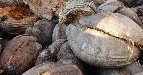 El uso de la fibra de coco como concepto de cultivo