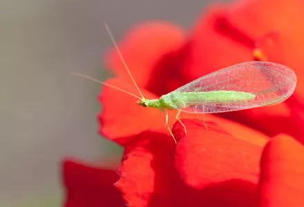 Insectos Beneficiosos: Crisopas Verdes