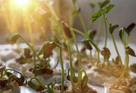 Reguladores del crecimiento vegetal