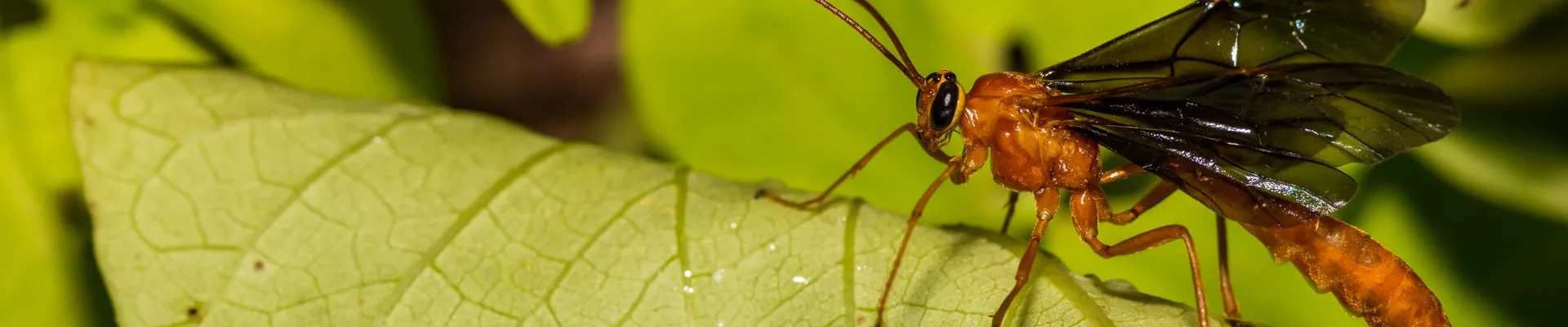 Avispas parasitoides