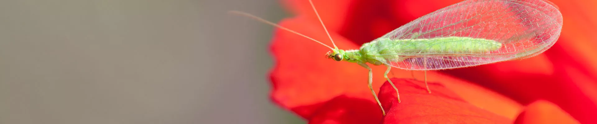 Insectos Beneficiosos: Crisopas Verdes