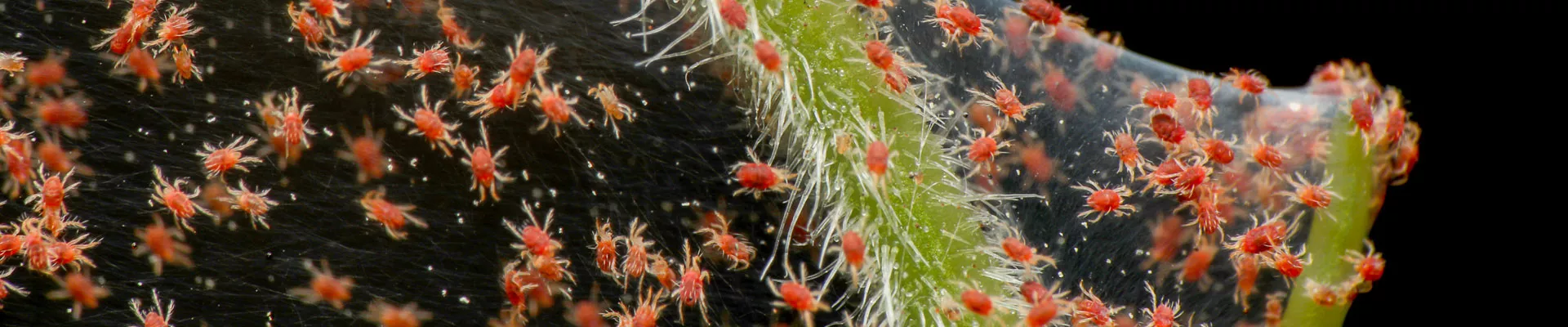 La araña roja o ácaro de dos puntos