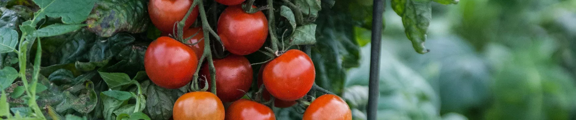 Cultívalo tú mismo: TomTato