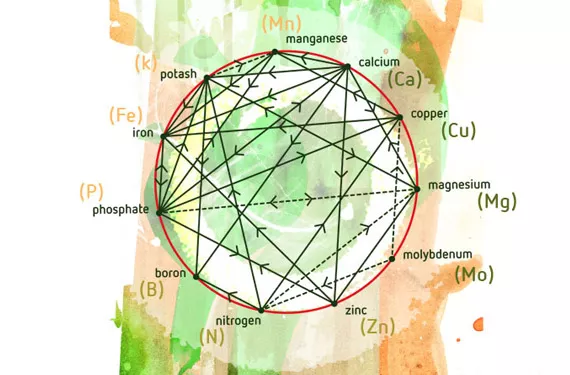 Interactions between nutrients