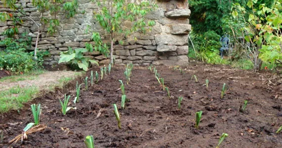 Leek - Grow it yourself