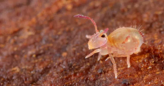 Springtails - Pests & Diseases