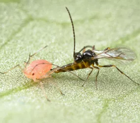 Avispas parasitoides