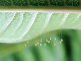 Insectos Beneficiosos: Crisopas Verdes