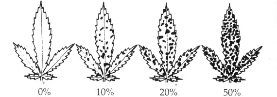 El polvo blanco: mildiu y oidio en el cultivo de cannabis - detallado