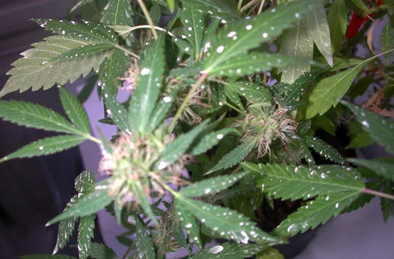 El polvo blanco: mildiu y oidio en el cultivo de cannabis - detallado