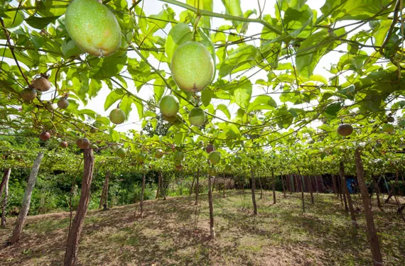 Cultívalo tú mismo: fruta de la pasión