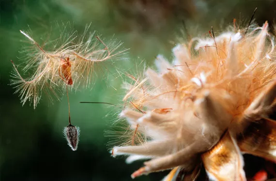 Reguladores del crecimiento vegetal