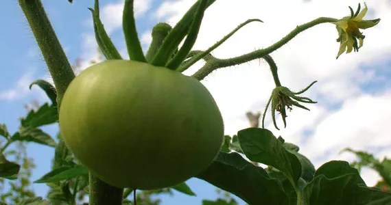 Cultívalo tú mismo: Tomates