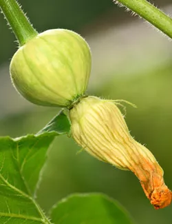 Cultívalo tú mismo: Calabaza