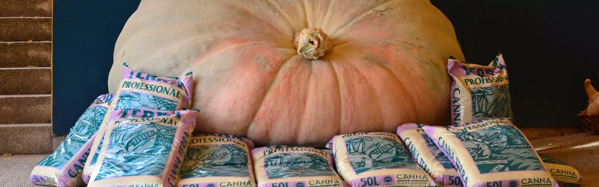 El “rey” de la calabaza gigante