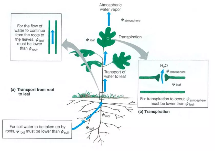Cómo utilizar todas las herramientas disponibles para controlar las plantas