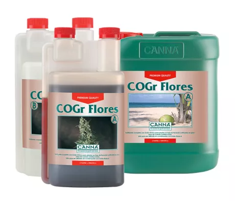 CANNA COGr Flores