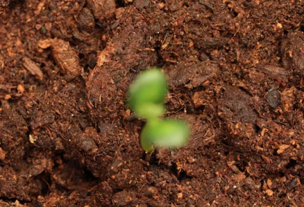 Contents of potting soil