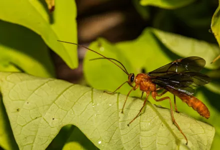 Avispas parasitoides