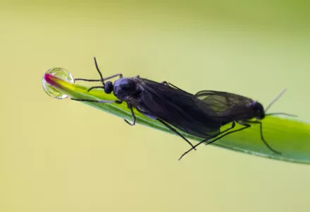 Mosca del mantillo - detallado