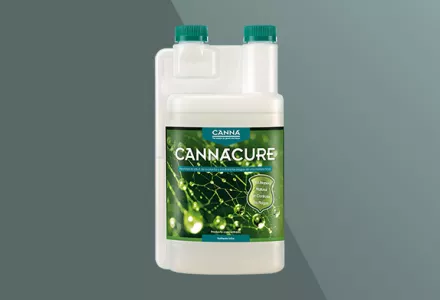 CANNACURE