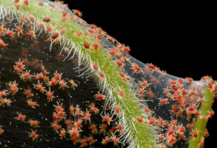 La araña roja o ácaro de dos puntos