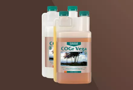 CANNA COGr Vega