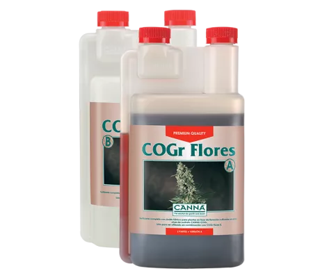 CANNA COGr Flores