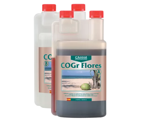 CANNA COGr Flores